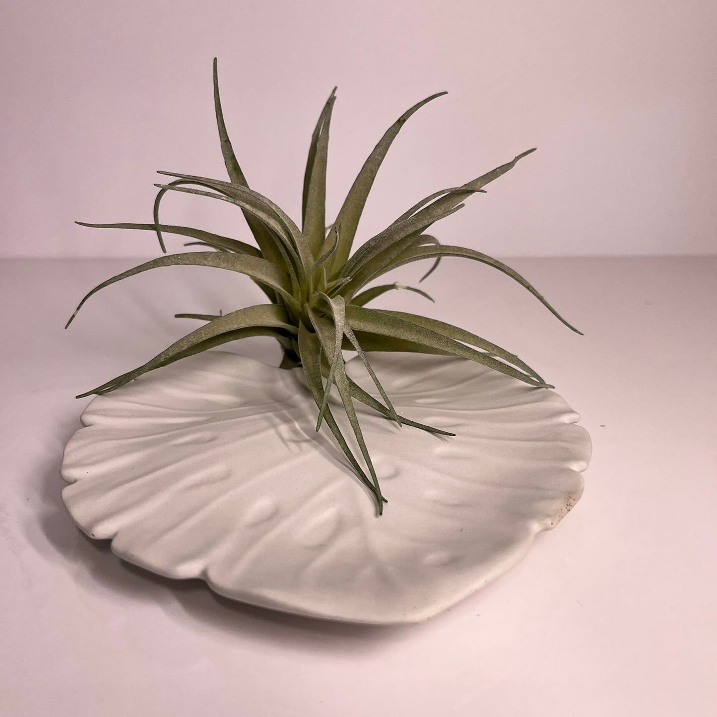 Concrete Monstera Leaf Tray